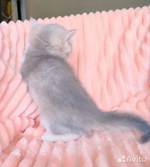 Голубая золотая шиншилла девочка