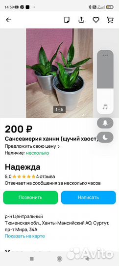 Сансевиерия