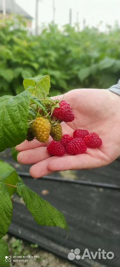 Малина и Кусты