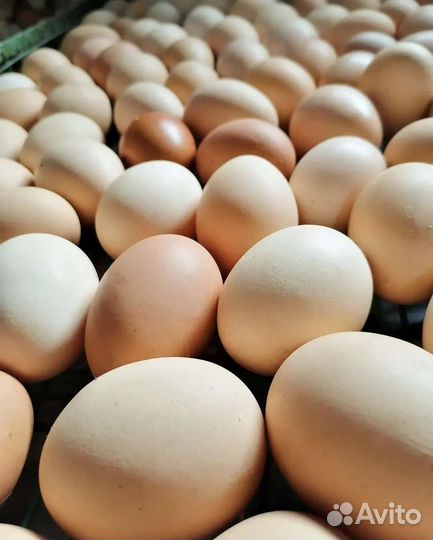 Свежее крупное куриное яйцо