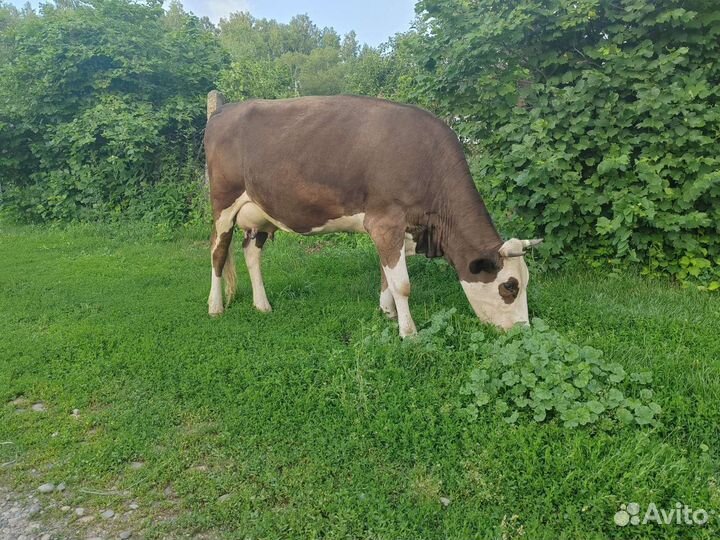 Продам коров