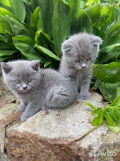 Шотландские котята