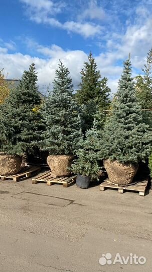 Ель колючая голубая
