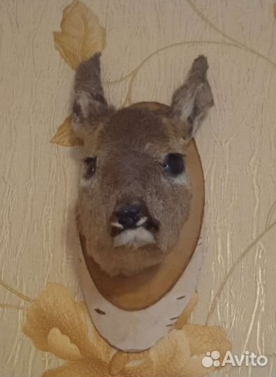 Чучело головы оленя