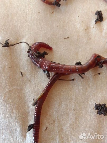Калифорнийские черви.Разведение. Рыбалка