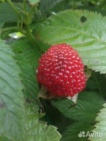 Садовые цветы и кустарники