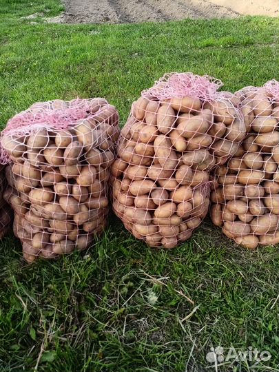 Продам картофель семенной