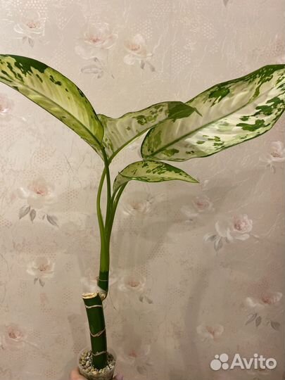 Диффенбахия «Индонезия « (Аврора)