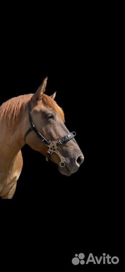 Оголовье, хакамора, уздечка