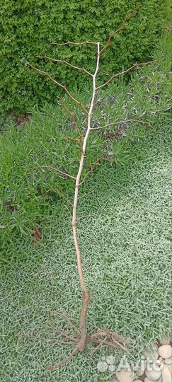Саженцы китайского финика (унаби, зизифус)