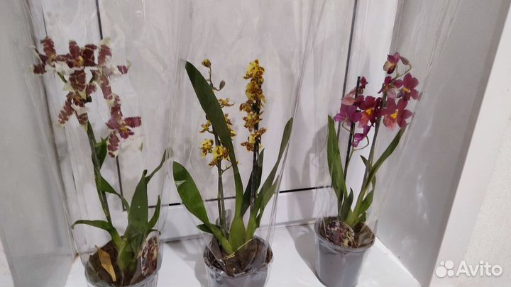 Орхидея