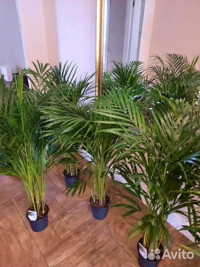 Пальма арека,комнатные рстения