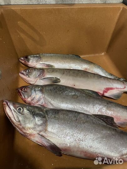 Горбуша 2023г с доставкой