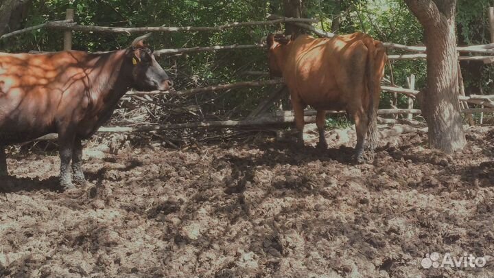 Коровы дойные