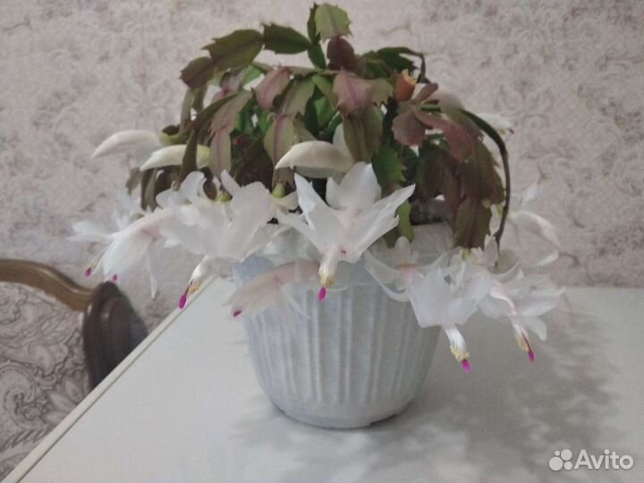 Декабрист белый