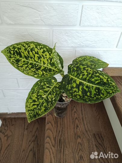 Диффенбахия рефлектор