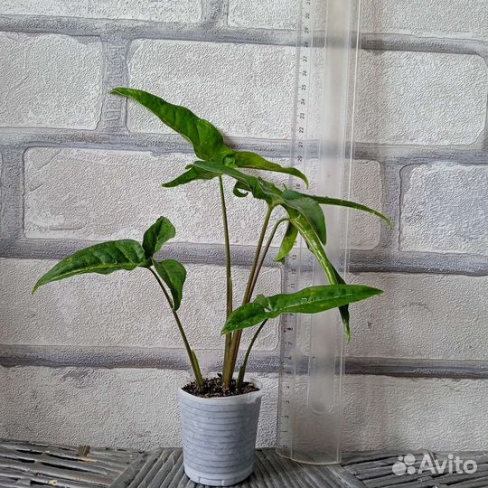 Сингониум ушковатый