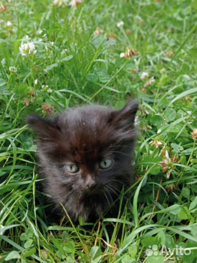 Котята отдам в добрые руки бесплатно