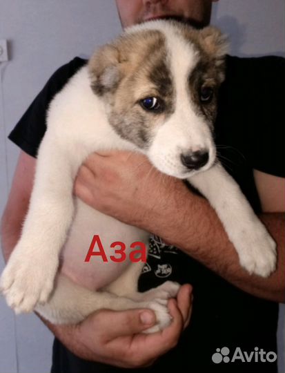 Алабай (сао) щенки