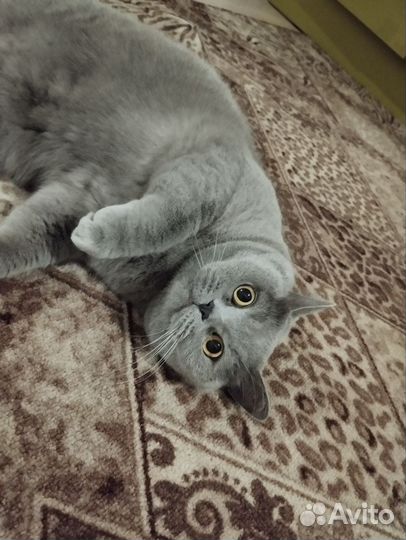 Британская