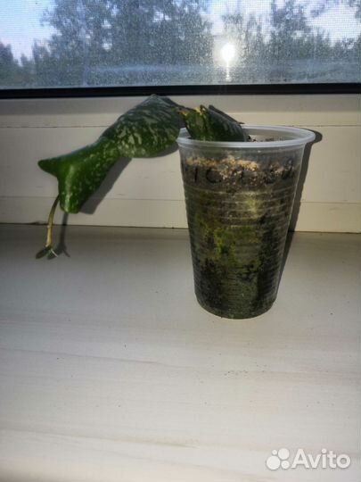 Хойя редкие сорта