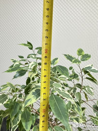 Фикус бенджамина пестролистный