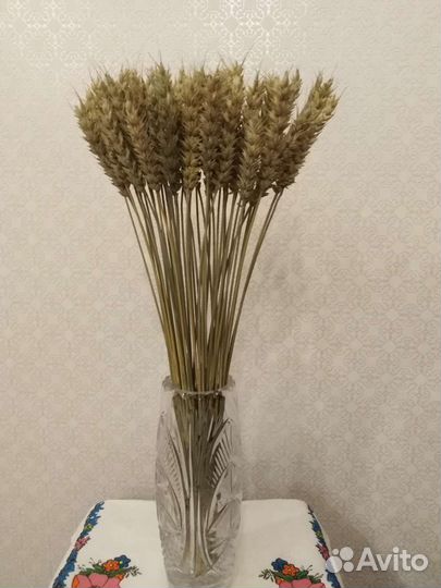 Колосья пшеницы сухоцвет