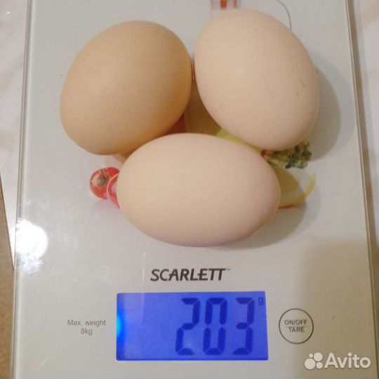 Домашние куриные яйца