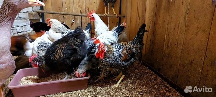 Молодые петухи