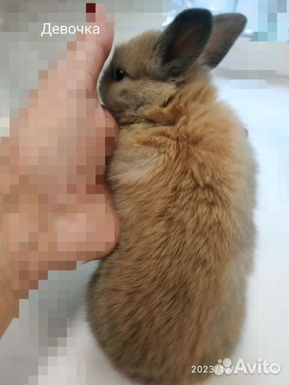 Декоративные карликовые кролики