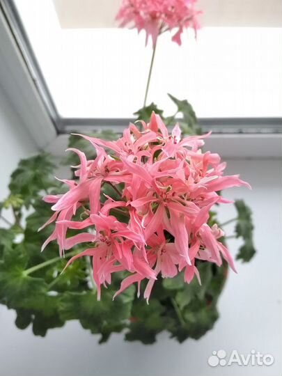 Королевская пеларгония