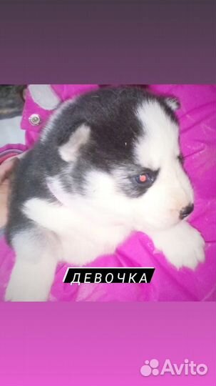 Щенки сибирской хаски