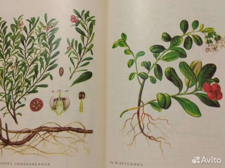 Медицинский справочник, дикорастущие лекарственные