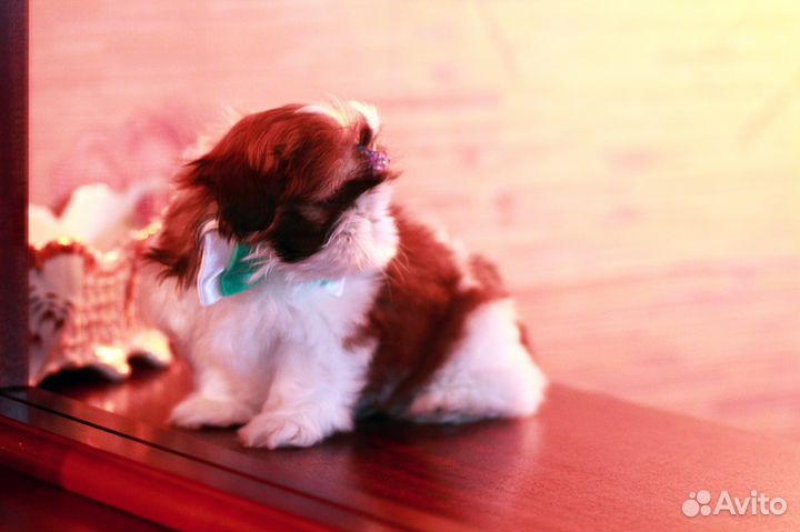 Очень красивые девочки и мальчики ши-тцу