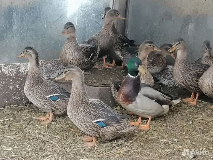 Утки подсадные для охоты