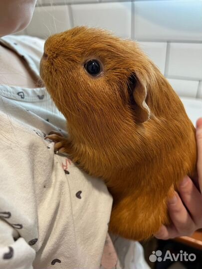 Морские свинки