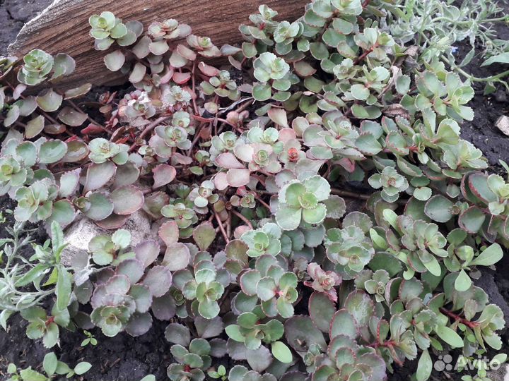 Очиток седум (многолетник)