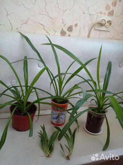 Толстянка Хлорофитум Хавортия Сансевьерия Алоэ