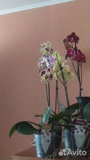 Орхидея фаленопсис