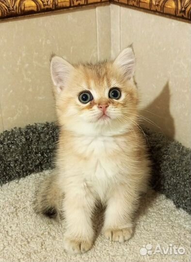 Золотые котики