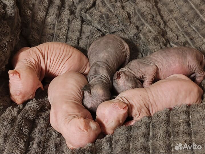 Канадский сфинкс