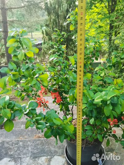 Айва японская хеномелес