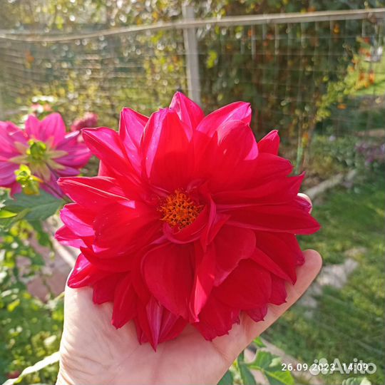 Георгины клубни