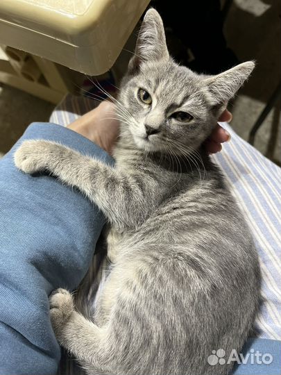 Отдам в добрые руки котенка