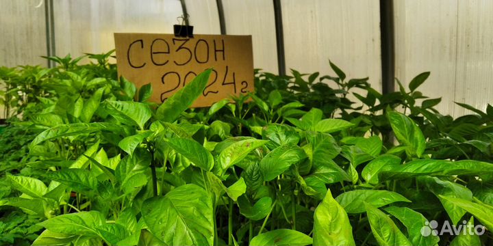 Томаты.Рассада (помидоры, перец, баклажаны)