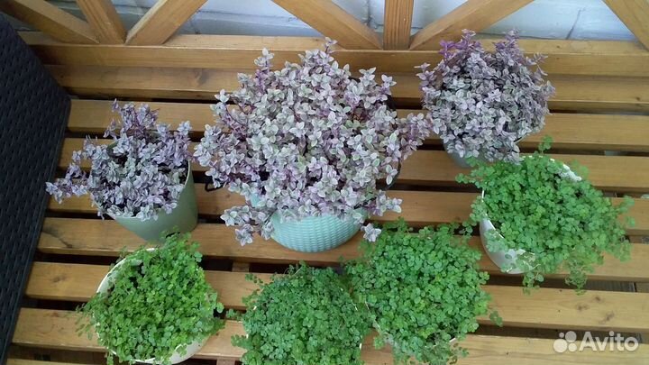 Каллизия и солейролия