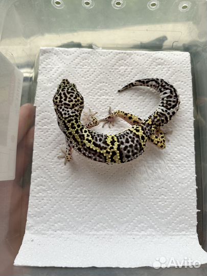 Пятнистый эублефар (Gem Snow Bold Jungle)