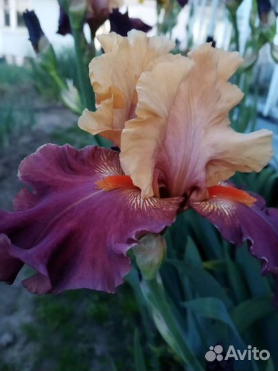 Ирисы бородатые сортовые