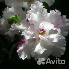 Фиалки, стрептокарпусы.ахименесы и др