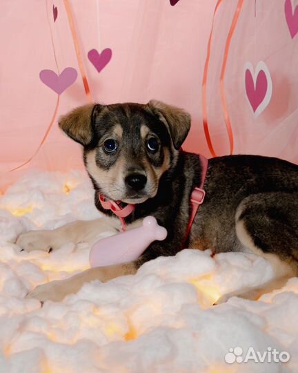 Красавица Лея в добрые руки